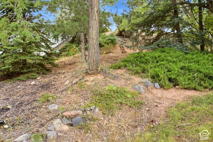 Wooded hillside with mature trees and ground cover