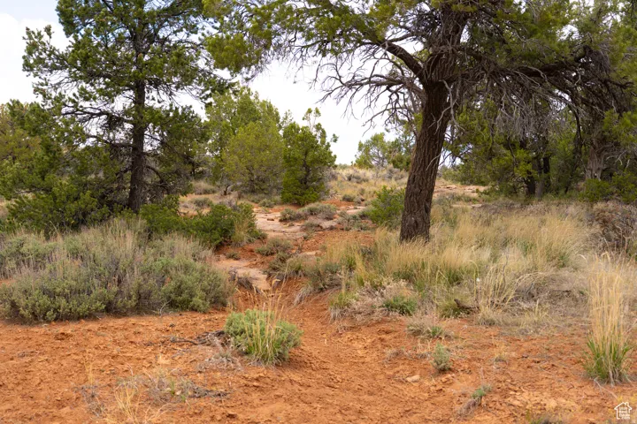Property featuring natural terrain with various trees, brush, and grasses