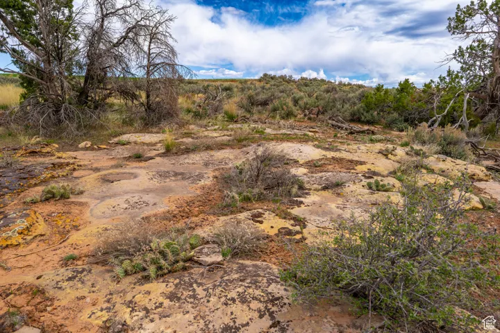 Rocky terrain featuring natural ground cover and distant vegetation
