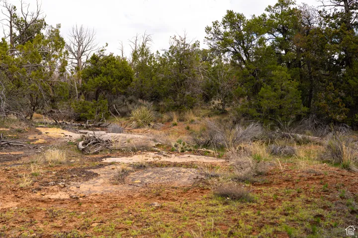 Natural landscape featuring varied ground cover, mature trees, and native shrubs