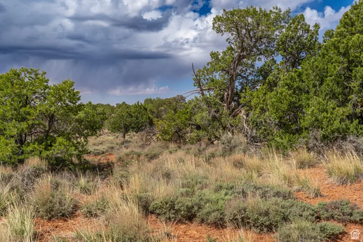 Natural landscape featuring diverse evergreen trees and native vegetation