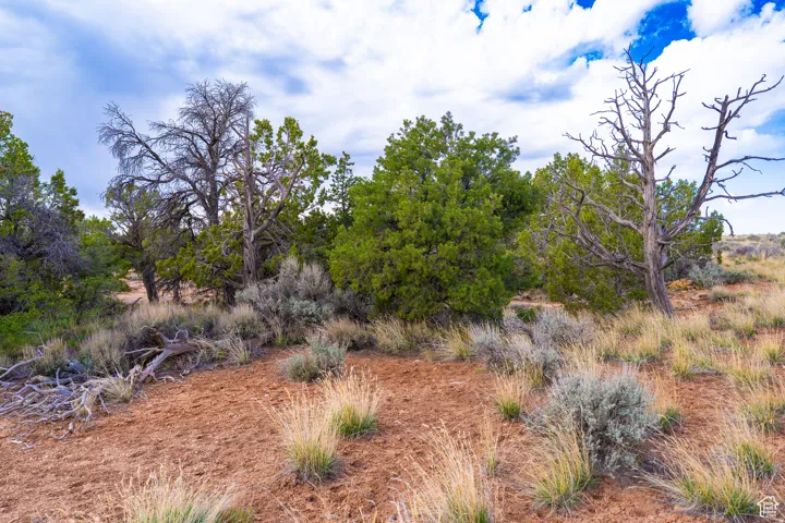 Expansive natural landscape featuring varied trees, sparse vegetation, and a clear sky with scattered clouds