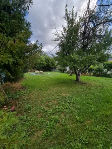 Expansive green space featuring a mature deciduous tree and evergreen foliage