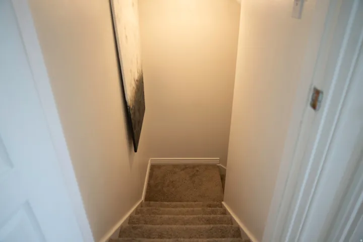 Carpeted staircase to basement with light-toned walls and white trim