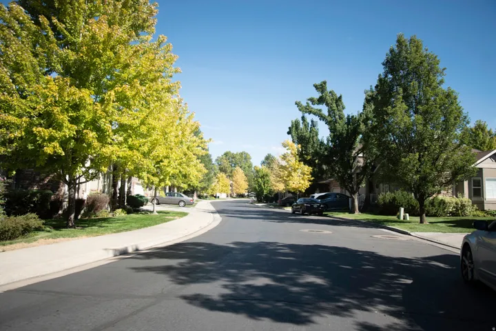 Tree-lined street featuring mature landscaping, manicured lawn, smooth asphalt paving, and residential homes set back from the curb with established greenery throughout the neighborhood