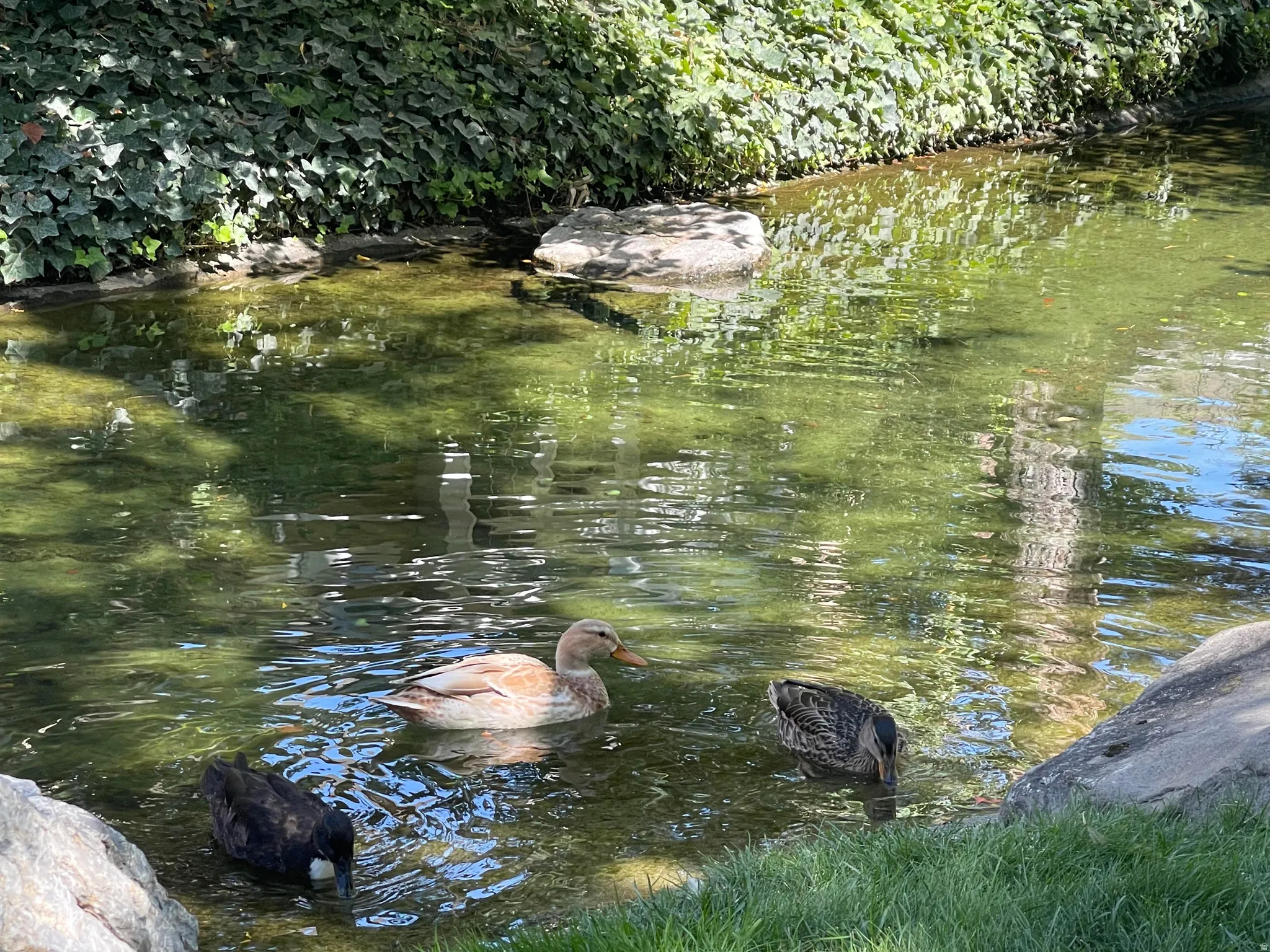 Duck pond