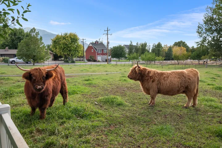 Expansive green pasture with a white fence border