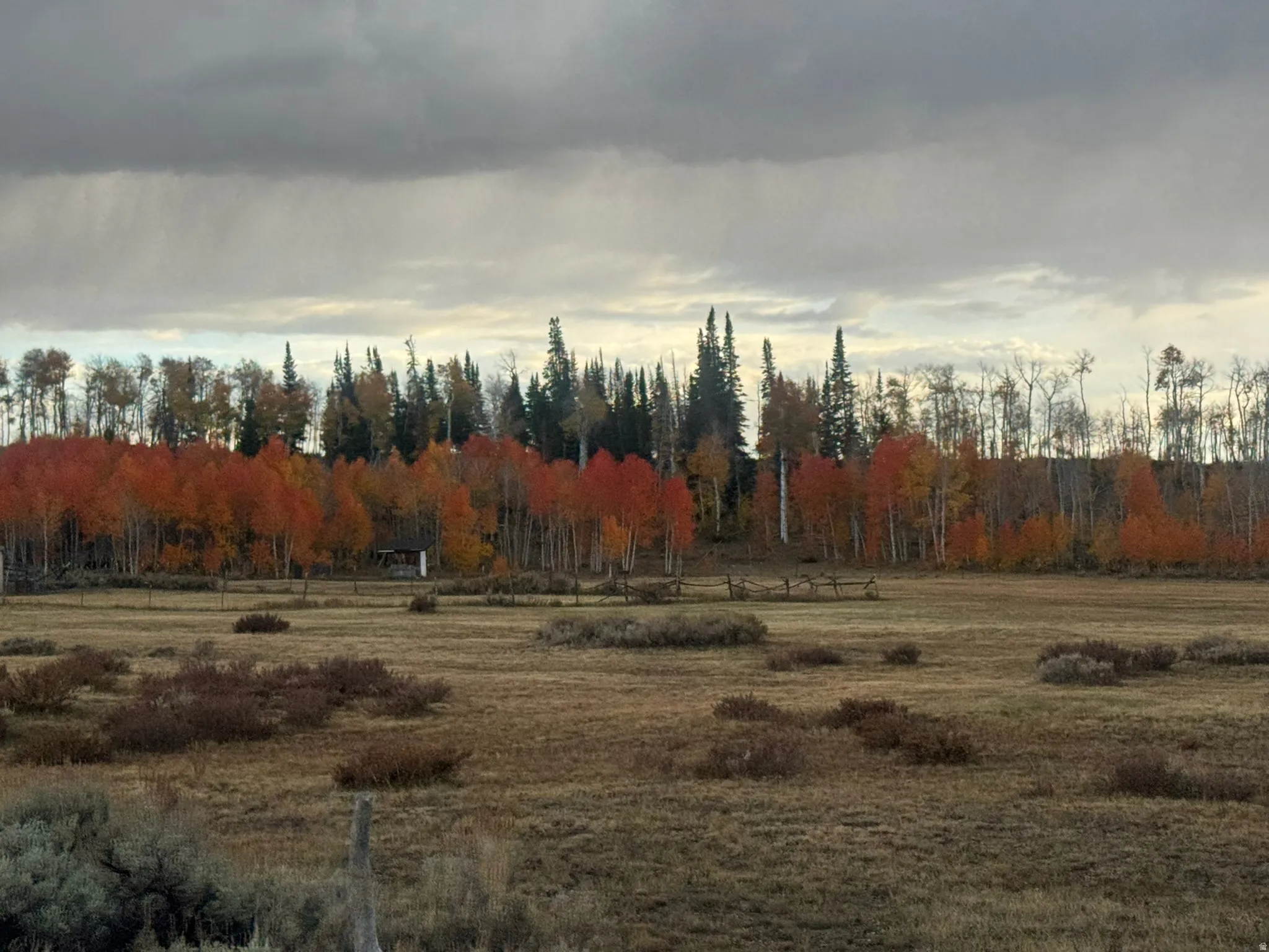 Expansive open fields with natural vegetation, bordered by a dense line of mature trees
