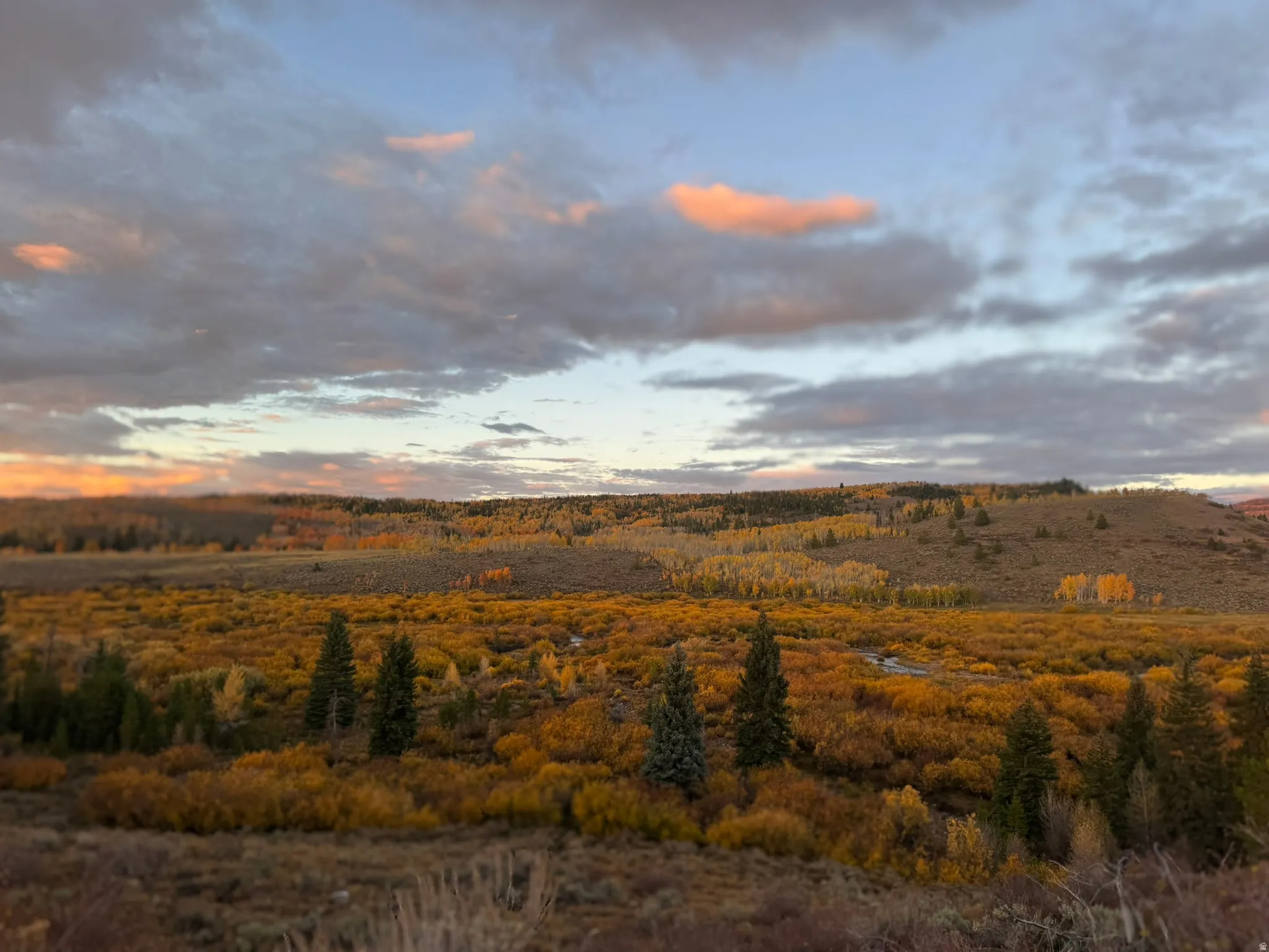Expansive natural landscape with varied foliage, including evergreen trees and broadleaf shrubs