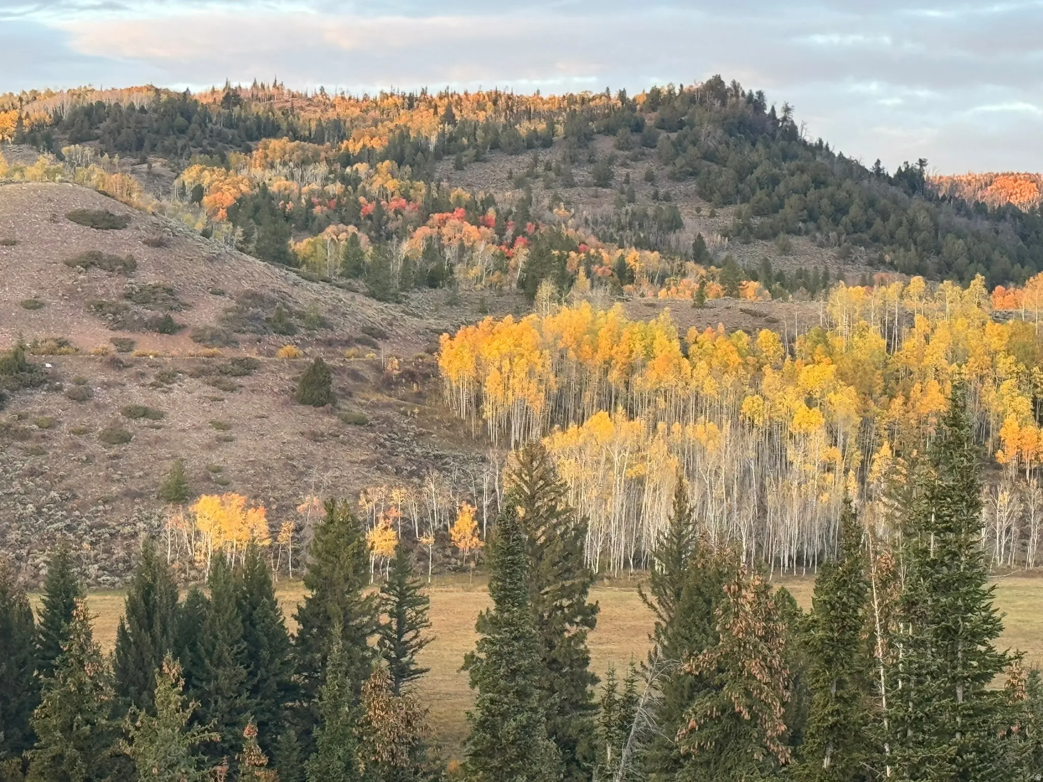 Expansive natural landscape featuring diverse tree cover, a lower meadow, and varied terrain
