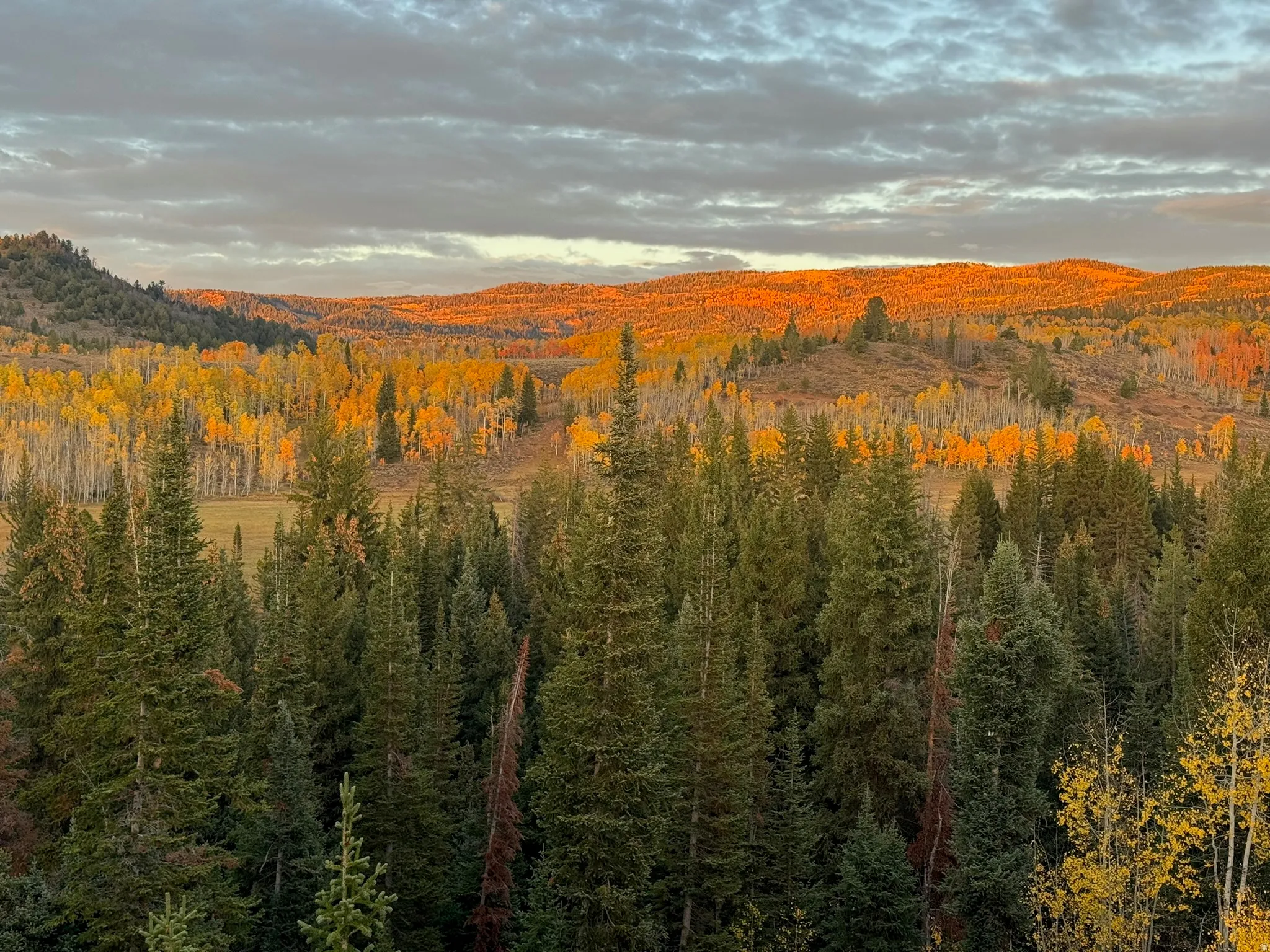 Expansive wooded landscape featuring evergreen trees and deciduous trees with autumn foliage