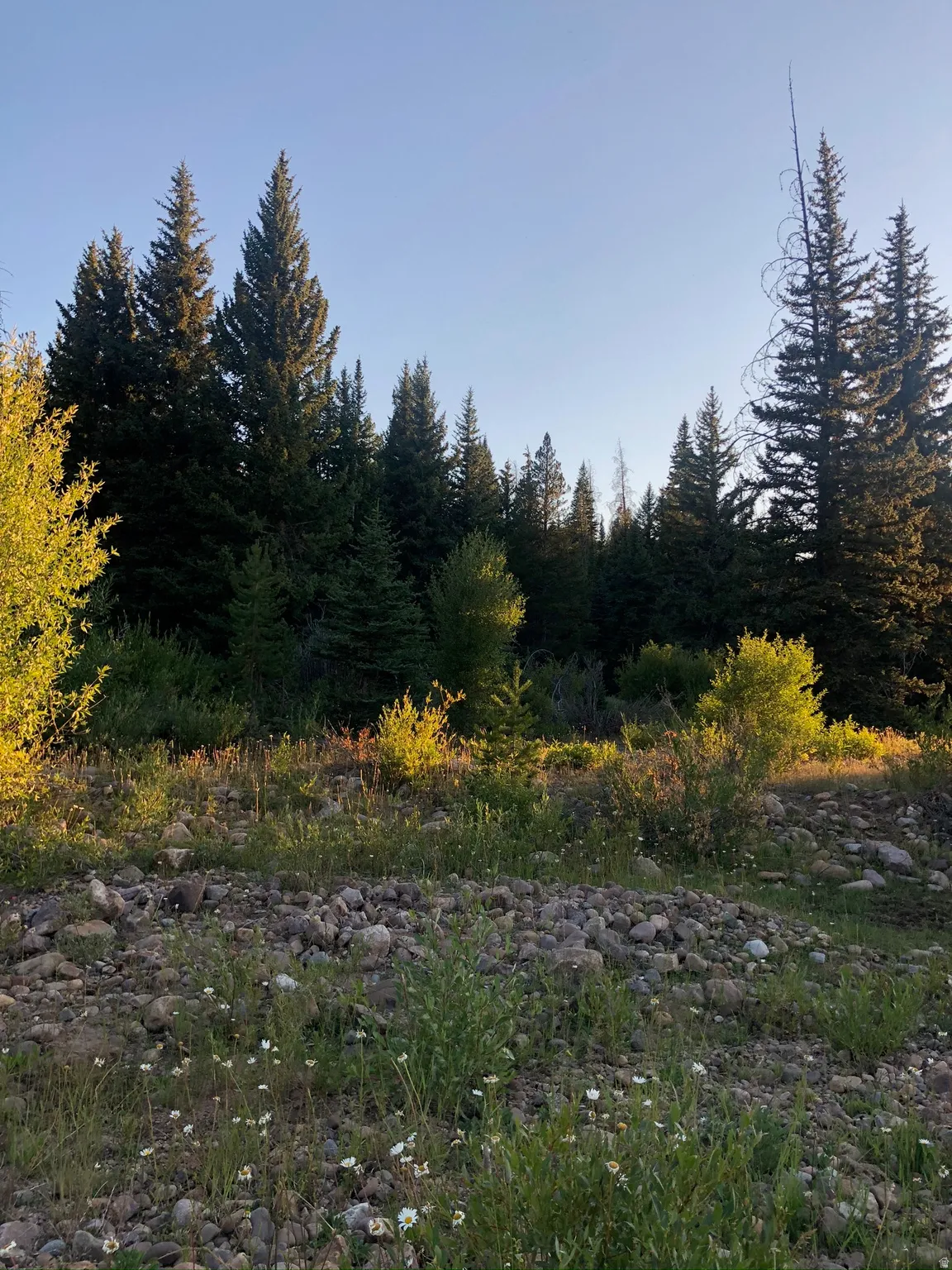 Mature evergreen trees with varied foliage