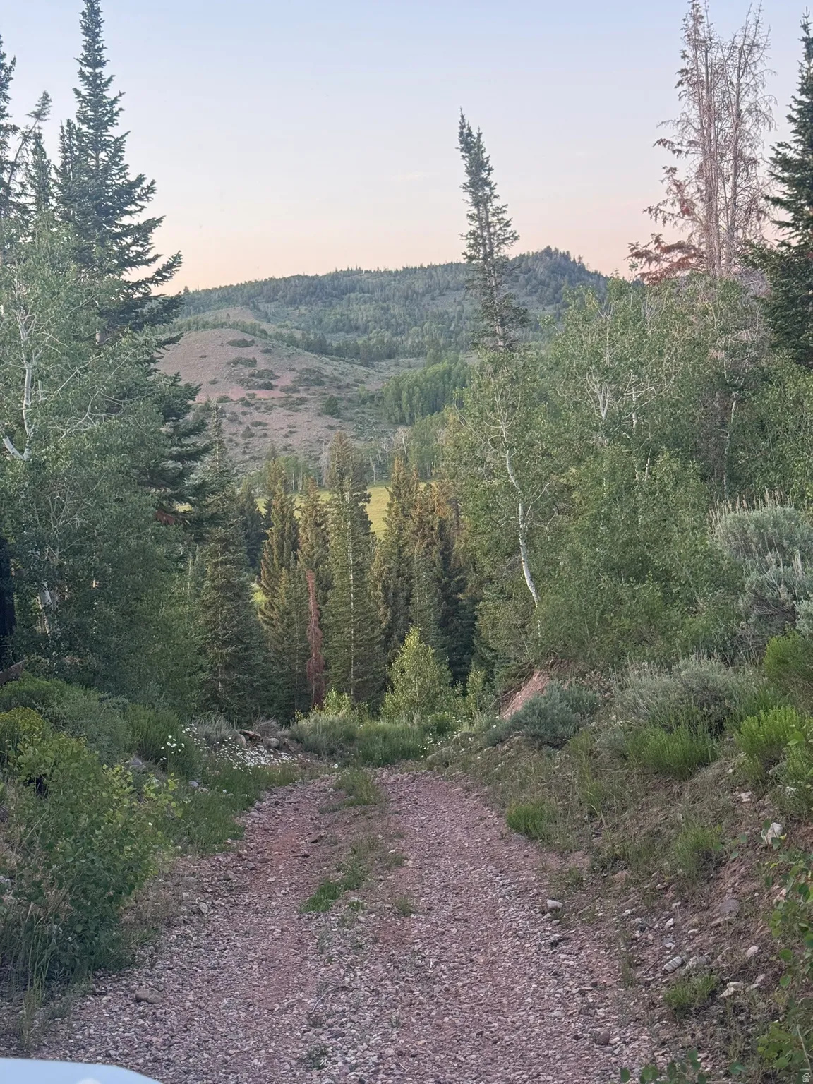 Gravel road surrounded by mature evergreen and deciduous trees, with a distant treeline and mountainous terrain