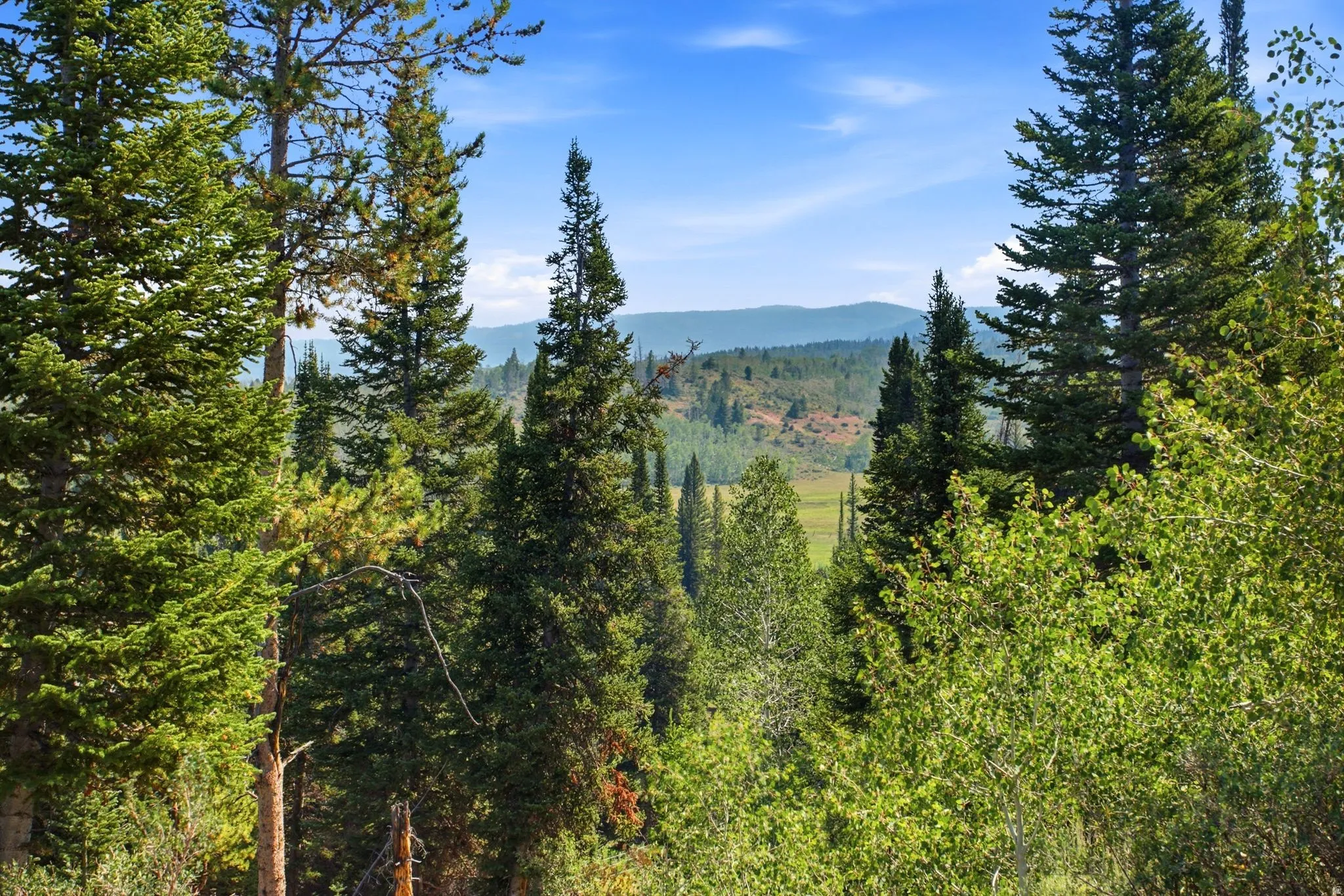 Expansive natural landscape with mature evergreen trees and distant mountain ranges
