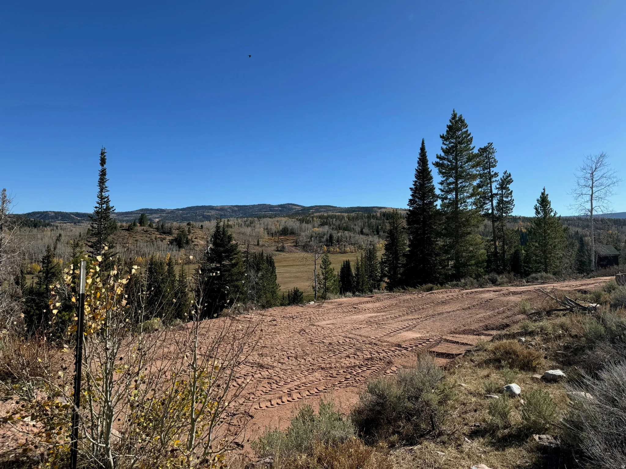 Cleared building site with a dirt access road, surrounded by mature conifer trees and distant mountains