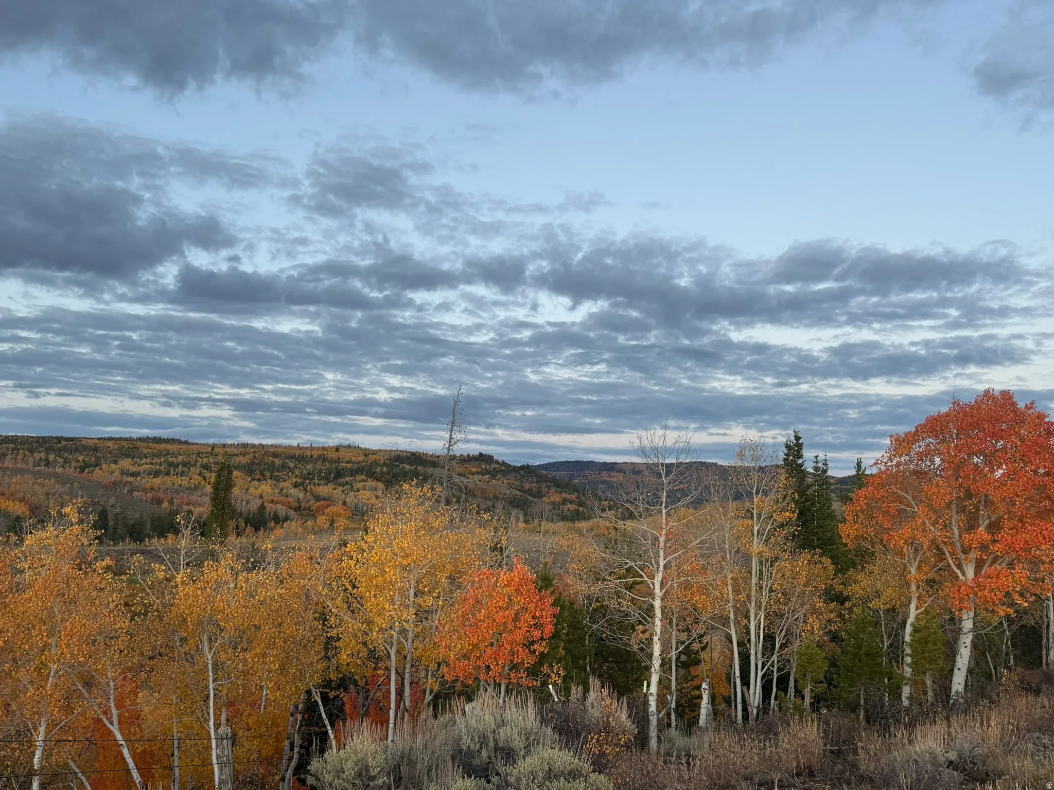 Expansive natural landscape featuring a diverse tree line and rolling hills