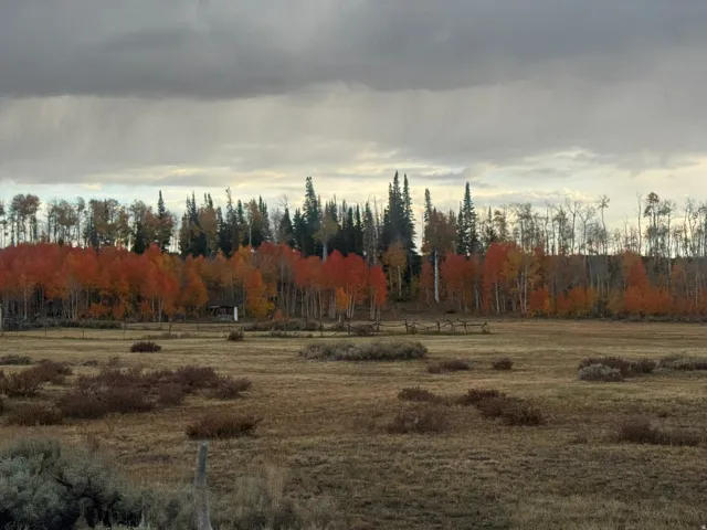 Expansive open fields with natural vegetation, bordered by a dense line of mature trees