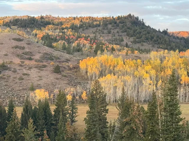 Expansive natural landscape featuring diverse tree cover, a lower meadow, and varied terrain