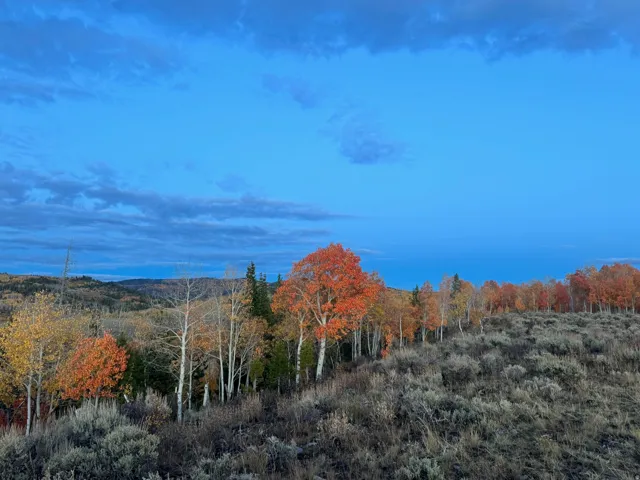 Expansive natural landscape with varied foliage, including vibrant orange and yellow trees, and evergreen trees