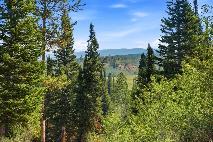 Expansive natural landscape with mature evergreen trees and distant mountain ranges