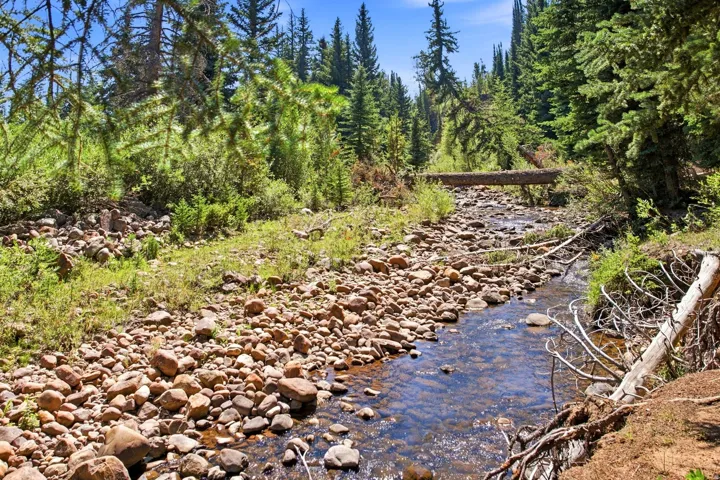 Rocky streambed with clear water, surrounded by dense evergreen trees and natural foliage