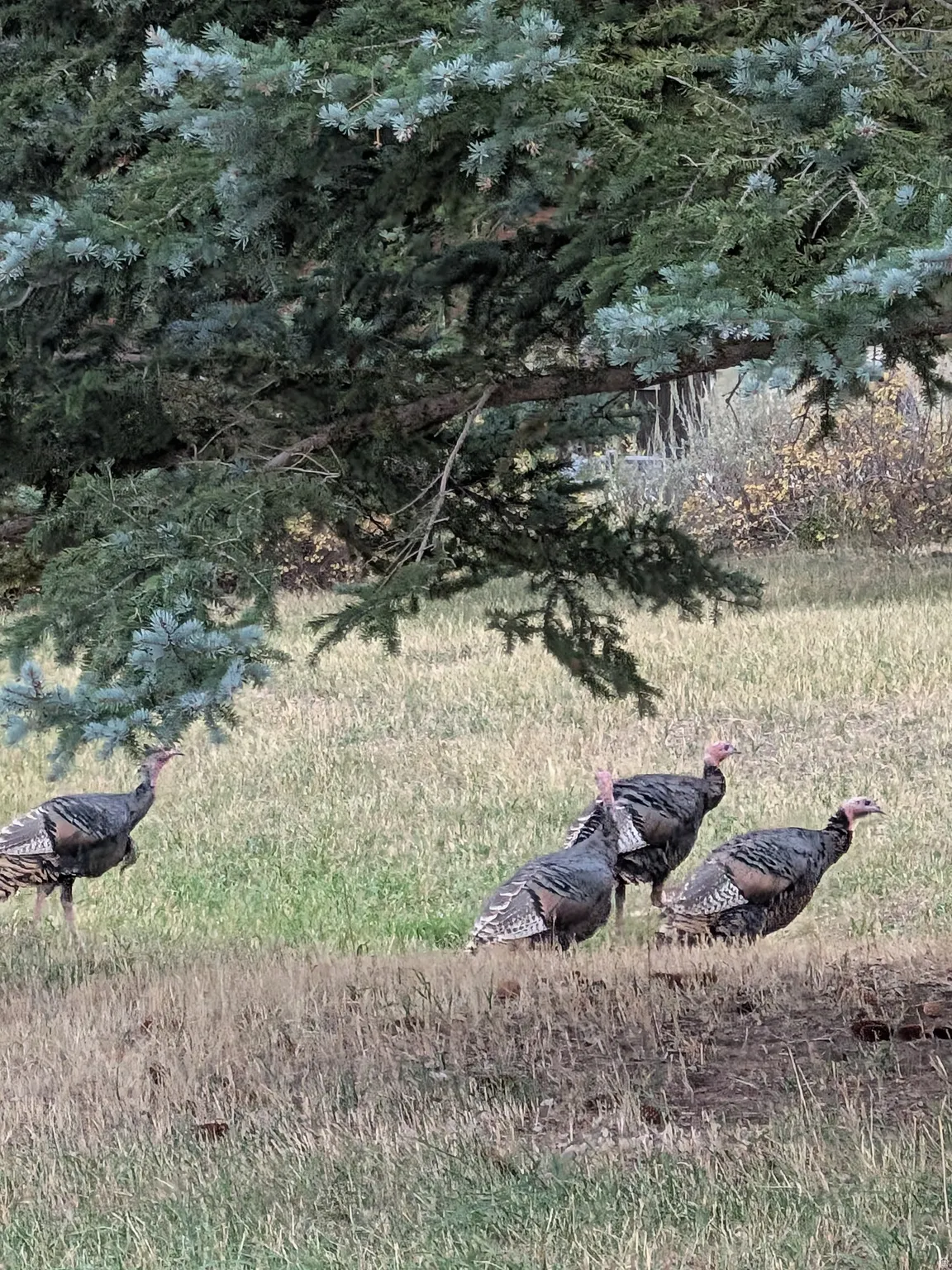 Some of the many wildlife around the property.