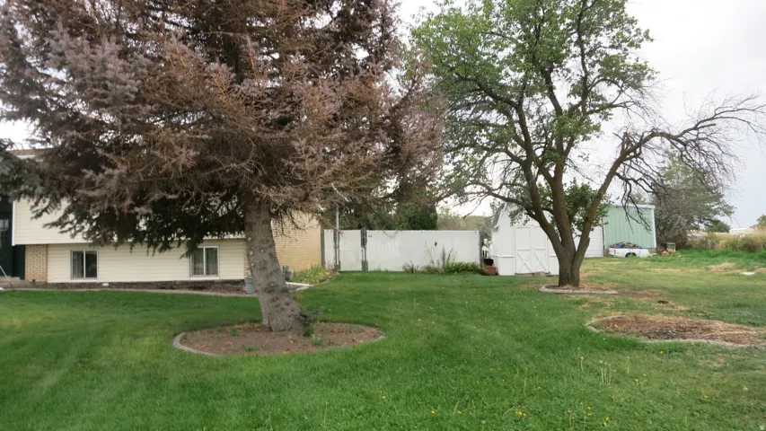 Expansive green lawn with mature trees and a white storage shed