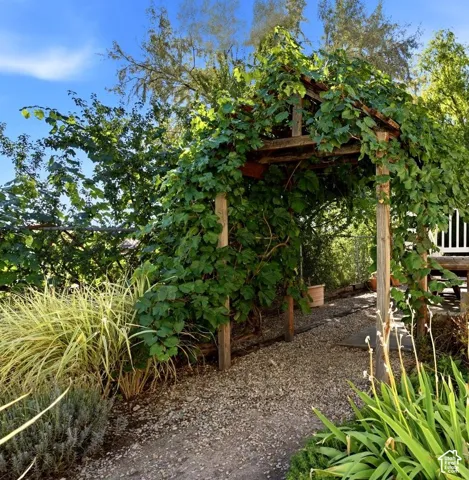 Gravel pathway with a wood pergola, lush climbing foliage, and varied plantings
