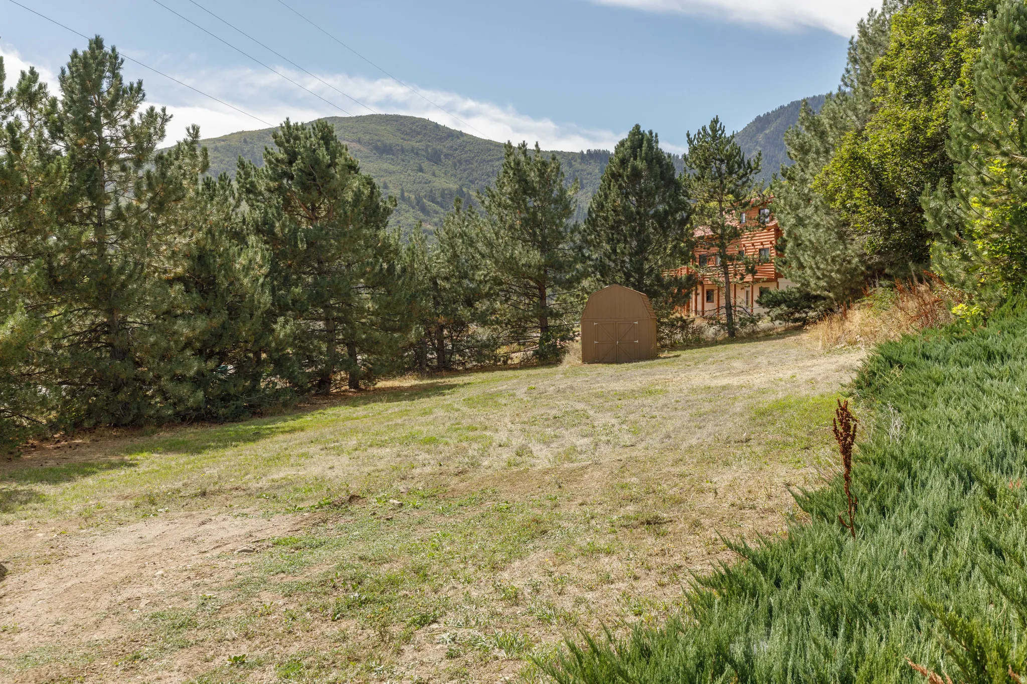 Expansive grassy terrain with mature evergreen trees and distant mountain backdrop