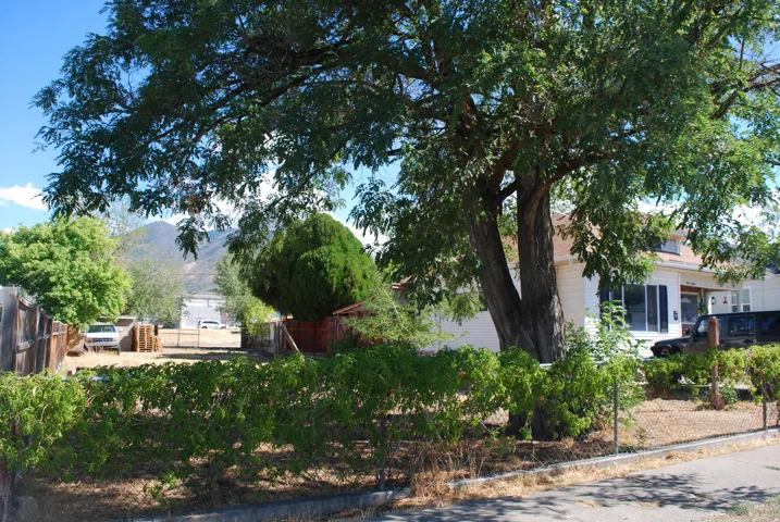 Expansive front yard featuring a large mature tree, established green foliage, and a chain-link fence
