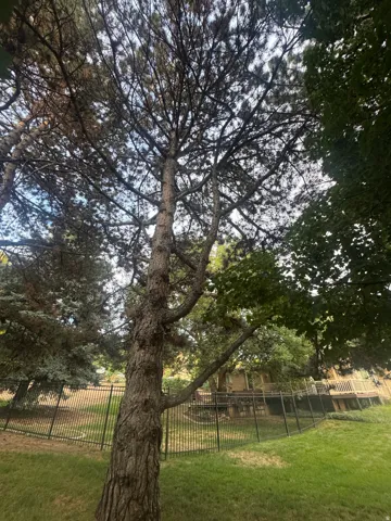 Expansive mature tree canopy over a manicured lawn, featuring a black metal fence