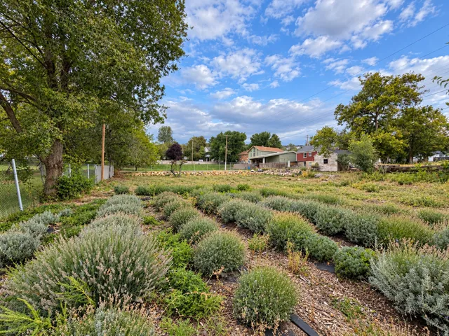 Huge backyard with space for gardening, farming, additional storage, or building