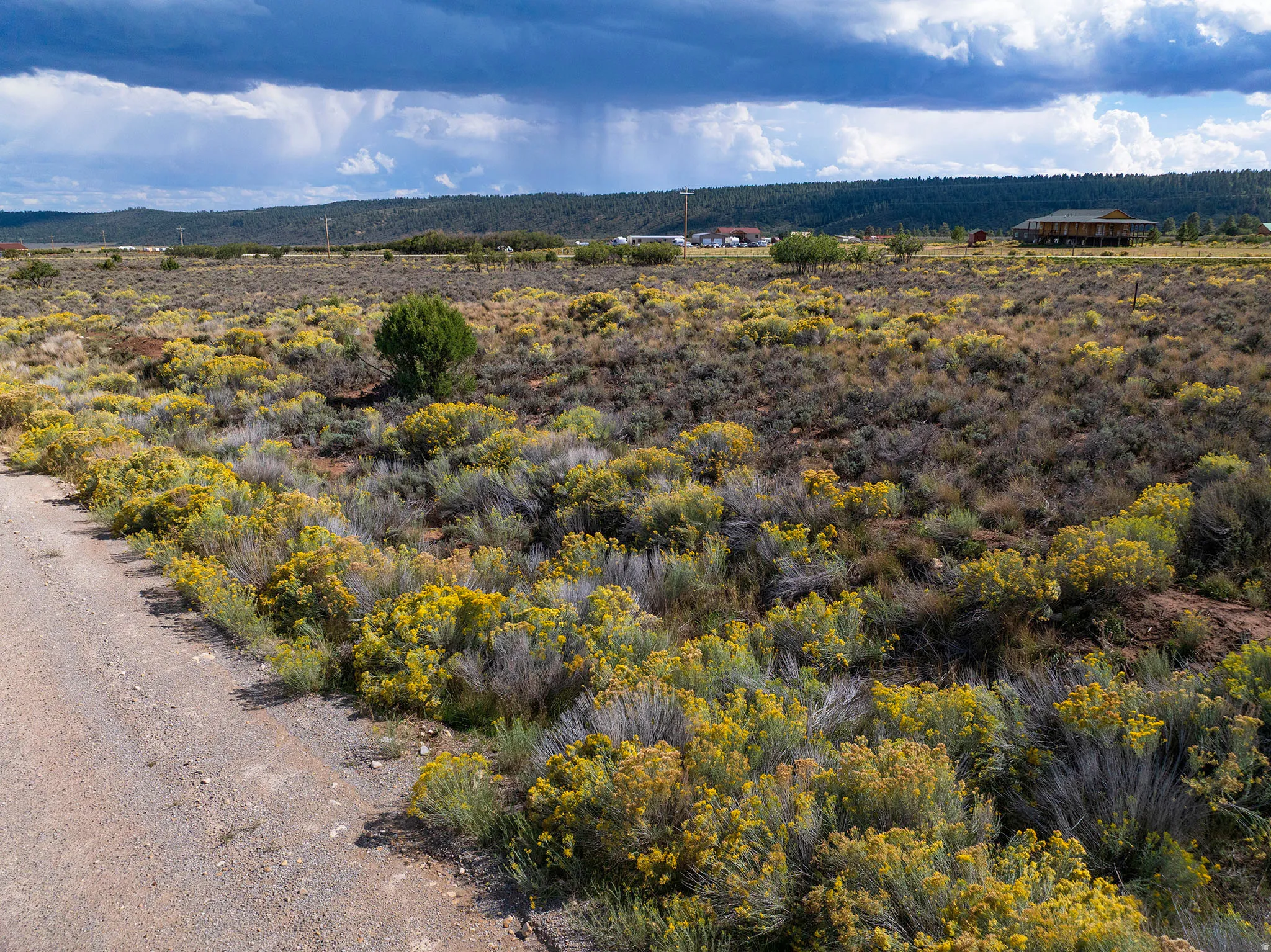 Expansive undeveloped land featuring diverse natural foliage and a visible unpaved road
