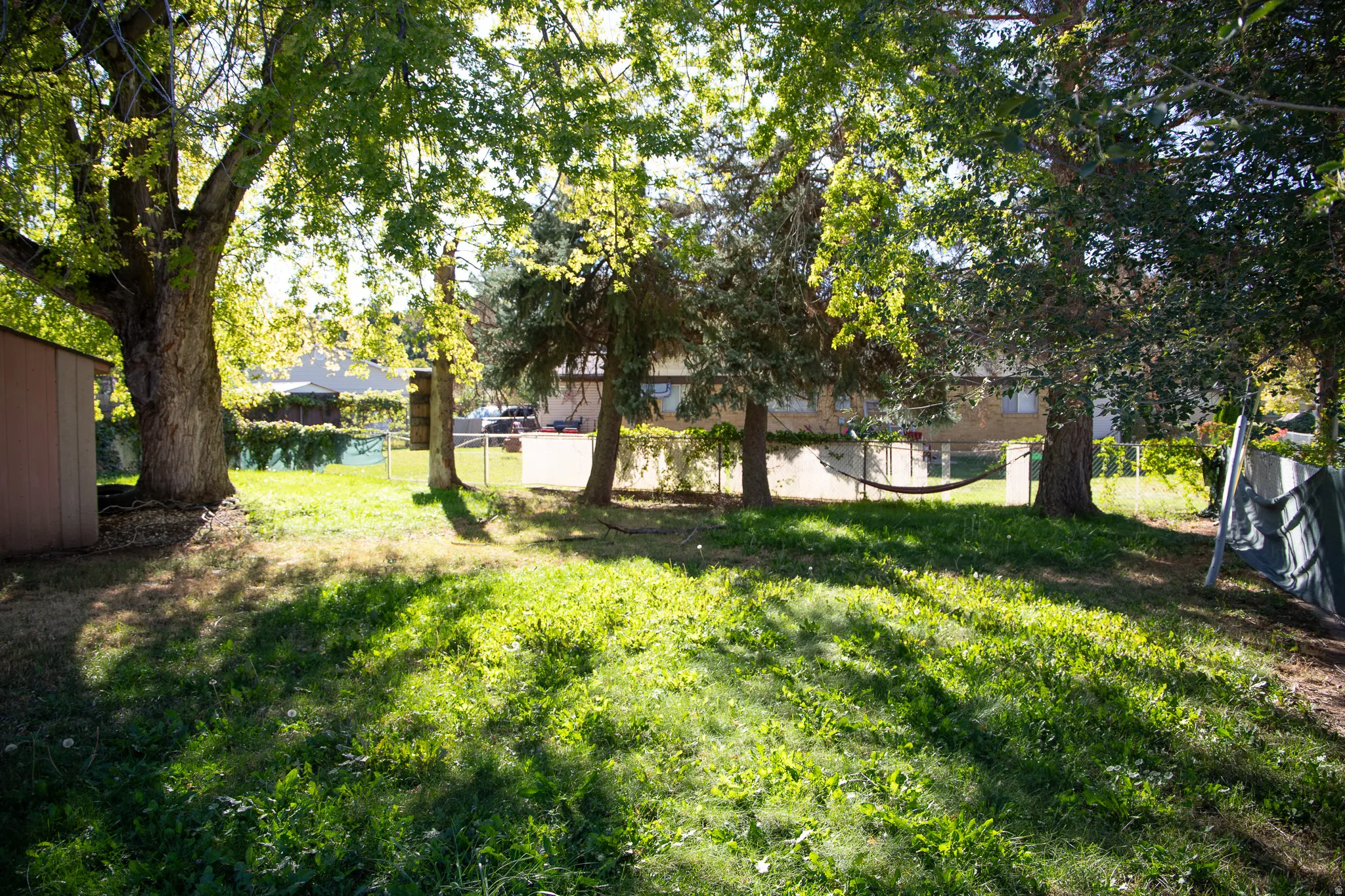 Expansive backyard featuring a large mature tree, a metal storage shed, and a chain-link fence