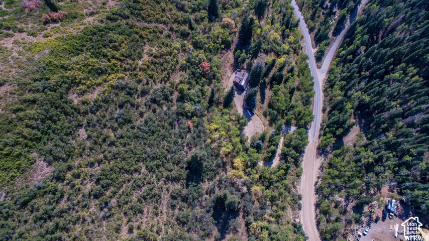 Winding road surrounded by dense forest