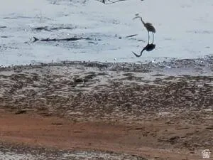 Crane mate