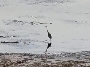 Bird watching  Seagulls and Crane