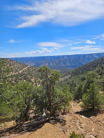Expansive canyon scenery with abundant natural flora