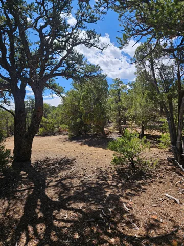 Mature trees providing natural shade