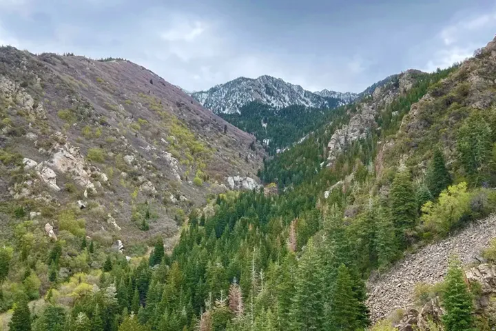Mountainous terrain with evergreen forests and rocky slopes