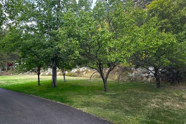 Paved pathway with established trees and natural landscaping