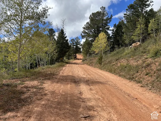 Unpaved road with a natural dirt surface, bordered by established trees and natural foliage