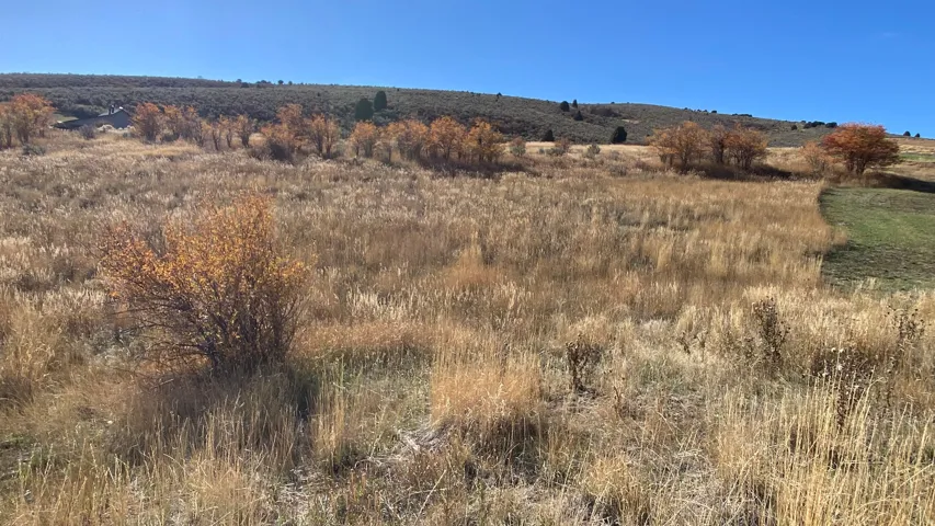 Expansive open land featuring diverse natural grasses and scattered deciduous trees
