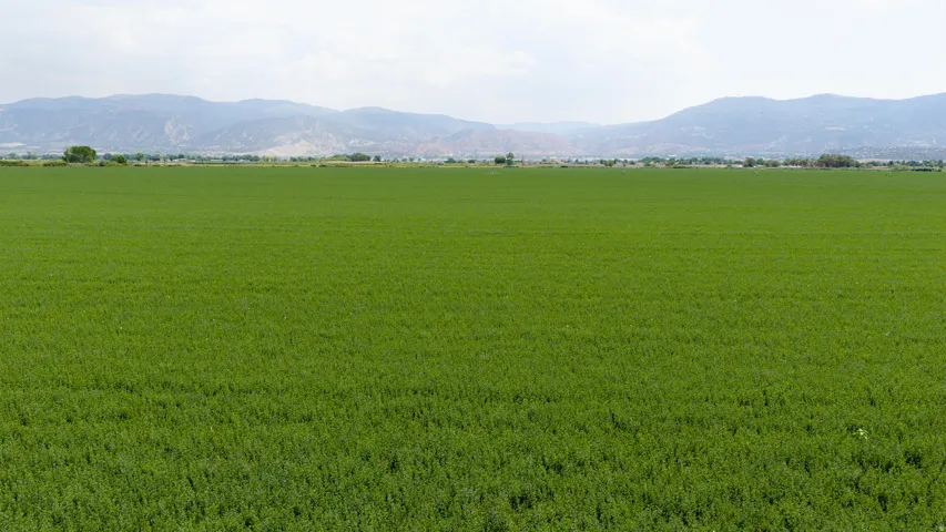 Expansive green field with distant mountain backdrop
