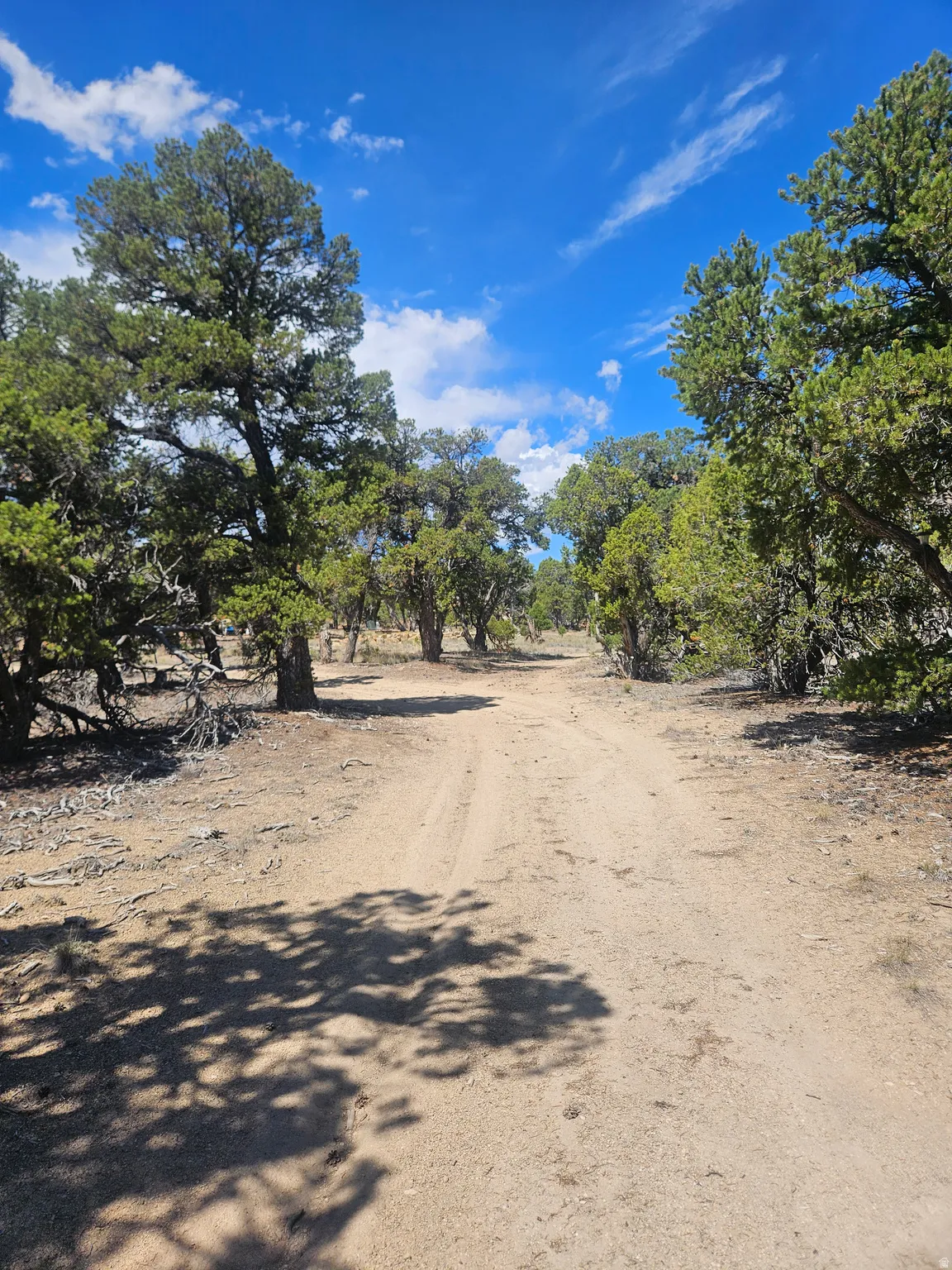 Natural landscape featuring mature trees and a dirt path