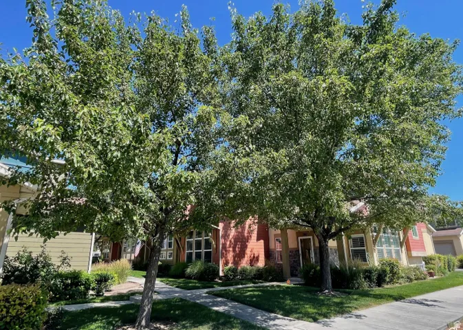 Mature trees and manicured landscaping frame the property
