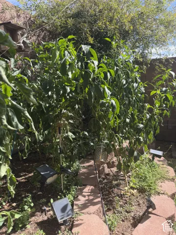 Garden area featuring mature foliage and stone pavers