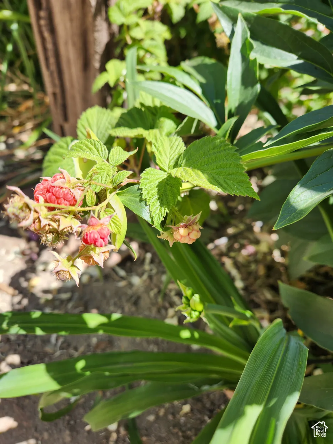 Raspberries