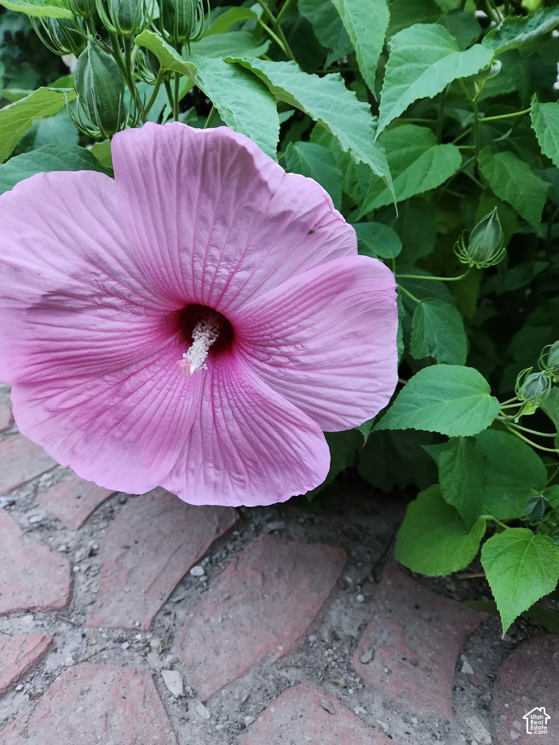 Beautiful summer blooms