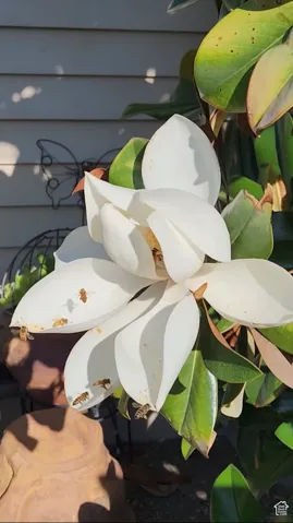 Magnolia